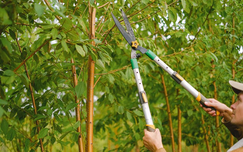 Tree trimming in Ashburn, VA